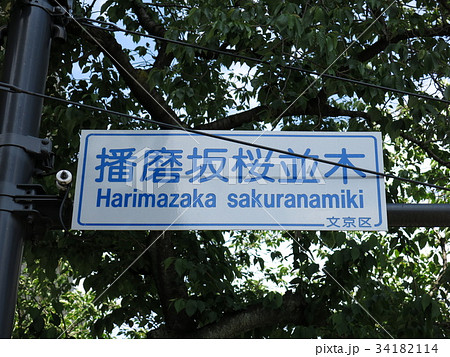 文京区の播磨坂桜並木交差点（交差点名標識） 34182114