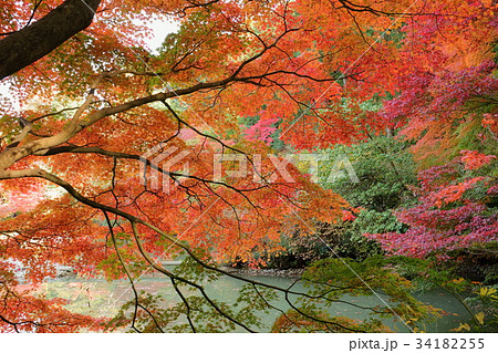 錦色（浄瑠璃寺） 34182255