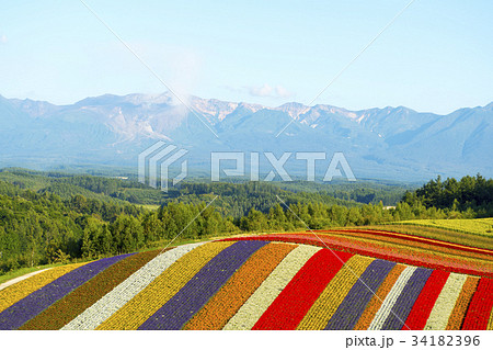 四季彩の丘 34182396