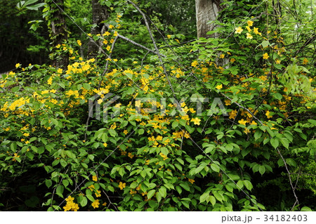 但馬高原植物園のヤマブキ 34182403