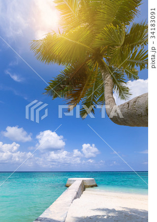 Tropical pristine beach with coconut palms Tropical pristine beach with coconut palms 34183091