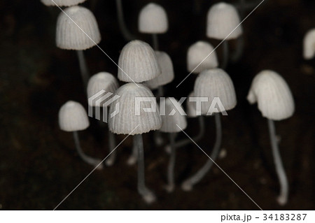 自然　植物　イヌセンボンタケ、お洒落な照明器具の様に見えます 34183287