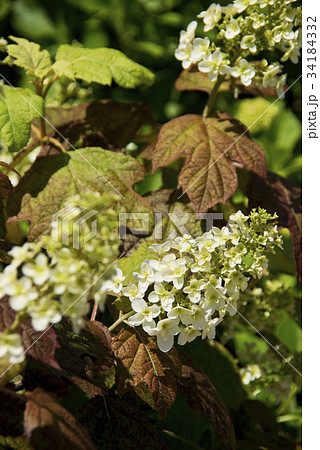 カシワバアジサイの花 34184332