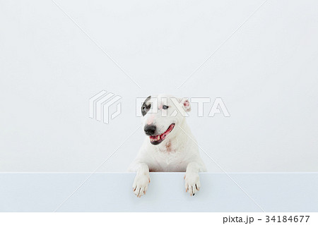 ブルテリア　アイパンチ 34184677