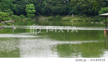 清澄庭園の池 34184916