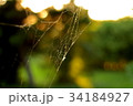 主のいないクモの巣 34184927