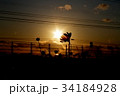 夕日を背にしたコスモス 34184928