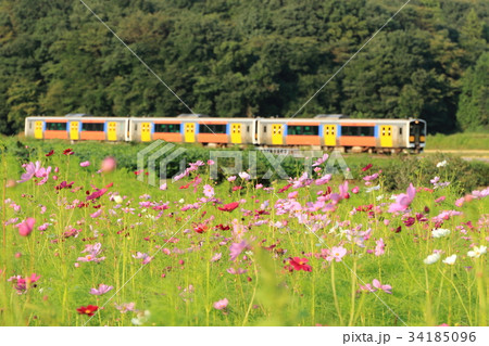 水郡線「コスモス咲く沿線風景と列車」 34185096