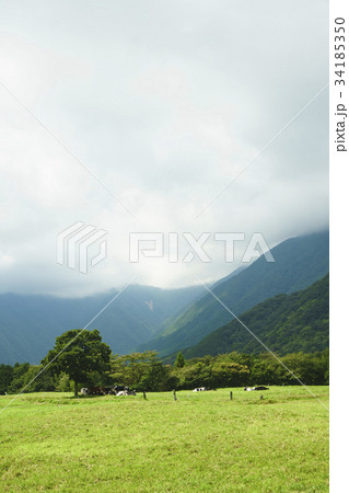 山間部の牧場、草原、牛それはホルスタイン 山間部の牧場、草原、牛それはホルスタイン 34185350