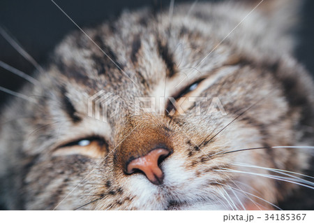 cute sleeping cat portrait 34185367