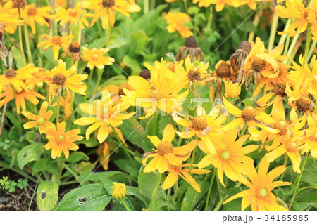 ルドベキアの花 ルドベキアの花 34185985