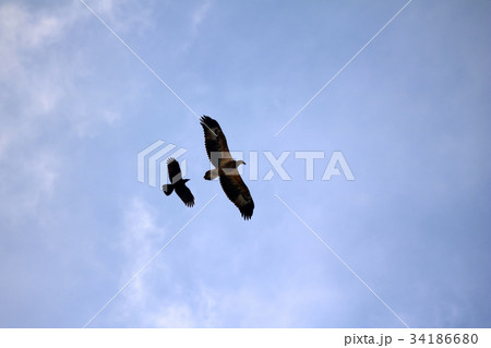 Sea-eagle and crow birds fly together in the sky 34186680