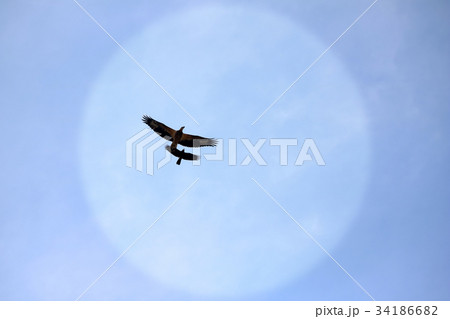 Sea-eagle and crow birds fly together in the sky 34186682