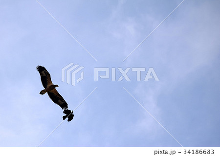 Sea-eagle and crow birds fly together in the sky 34186683
