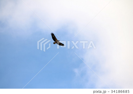Sea-eagle and crow birds fly together on the sky. 34186685