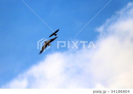 Sea-eagle and crow birds fly together on the sky 34186804