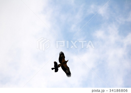 Sea-eagle and crow birds fly together in the sky 34186806