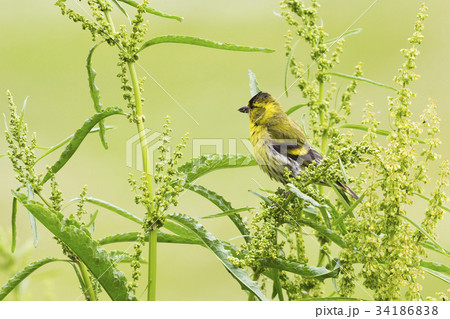 Male Eurasian siskin (Spinus spinus) in Norway 34186838