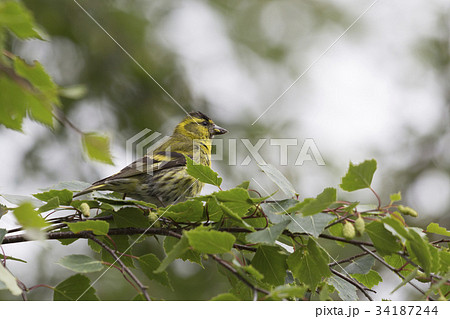 Male Eurasian siskin (Spinus spinus) in Norway 34187244