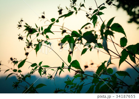 Green bush with leaves and flower. 34187655