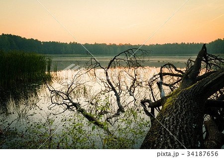 Fallen tree on swampy water reservoir. 34187656