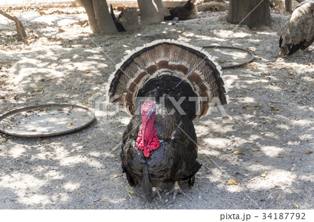 Wild turkey (Meleagris gallopavo) 34187792