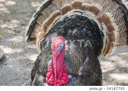 Wild turkey (Meleagris gallopavo) 34187793