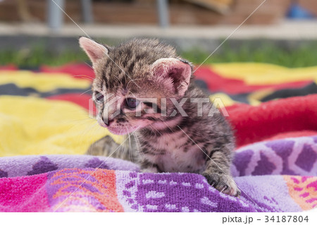 Adorable and sleepy tabby kitten Adorable and sleepy tabby kitten 34187804