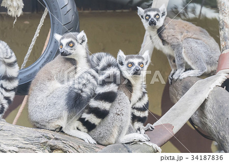 Lemur catta, Ring-tailed lemur Lemur catta, Ring-tailed lemur 34187836