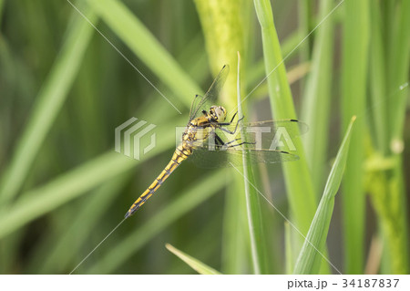 Dragonfly perched on a leaf 34187837