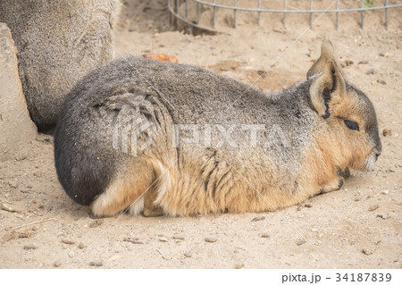 Dolichotis patagonum, Patagonian mara Dolichotis patagonum, Patagonian mara 34187839