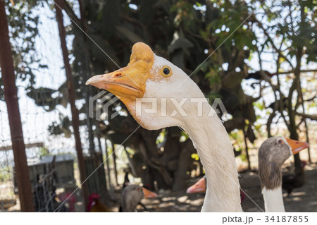 Head of a white Chinese Goose Head of a white Chinese Goose 34187855