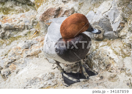Netta peposaca, Rosy-billed pochard 34187859