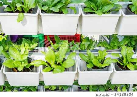 Green vegetable garden Green vegetable garden 34189304