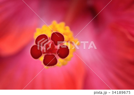 花 フラワー お花 34189675
