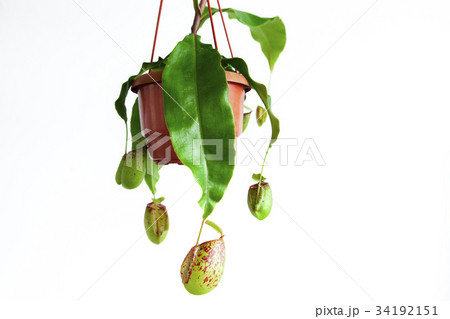 食虫植物 フラワーポット ハチ 34192151