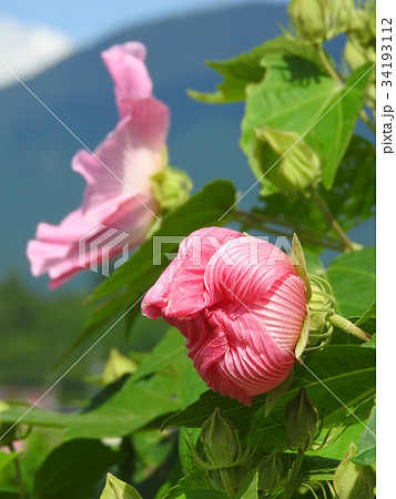 芙蓉の花 つぼみ の写真素材