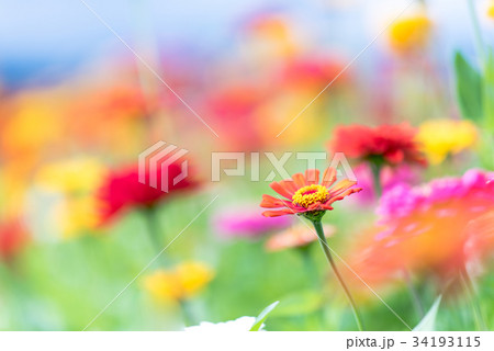 百日草　花の都公園 34193115