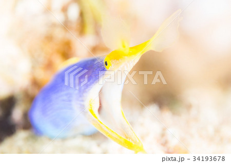ハナヒゲウツボ 34193678
