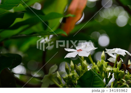 植物 工場 プランツ 34193962