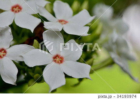 植物 工場 プランツ 34193974