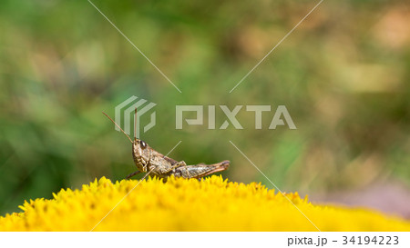 Grasshopper closeup copy space 34194223