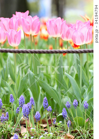 春の花 ムスカリーとチューリップ 春の花 ムスカリーとチューリップ 34194794