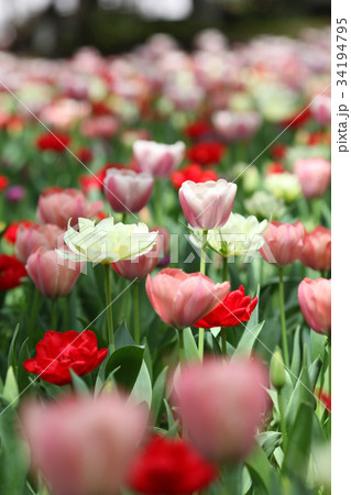 春の花 チューリップ 春の花 チューリップ 34194795