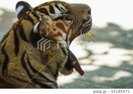 close-up of a beautiful big tiger close-up of a beautiful big tiger 34195471