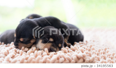 Puppy ware glasses and sleeping on soft bed. Puppy ware glasses and sleeping on soft bed. 34195563