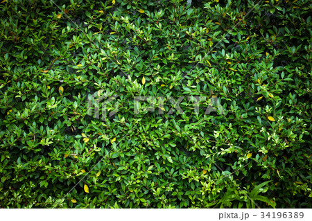 Wall of shrubs 34196389