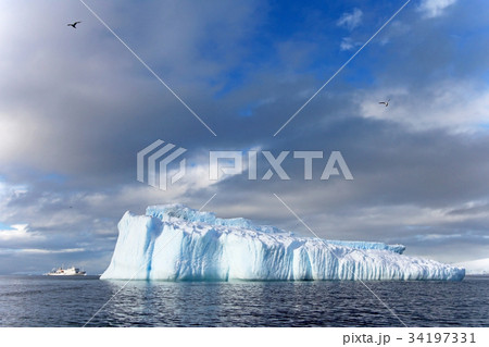 Kelp Gulls and Arctic Terns flying and sitting on Kelp Gulls and Arctic Terns flying and sitting on 34197331