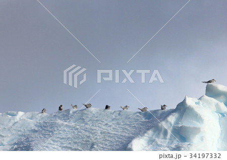 Kelp Gulls and Arctic Terns flying and sitting on 34197332
