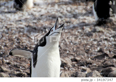 Wild chinstrap penguins, Antarctica 34197347